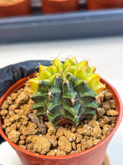 Gymnocalycium Sepia (gy12) (r5) | colorful Variegated Cactus