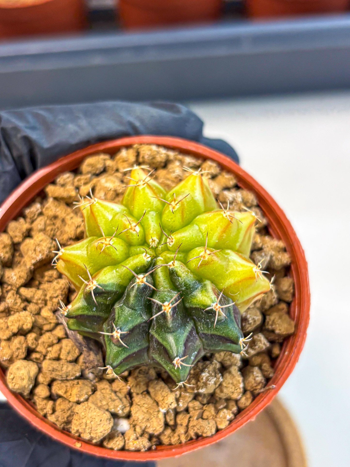 Gymnocalycium Sepia (gy12) (r5) | colorful Variegated Cactus
