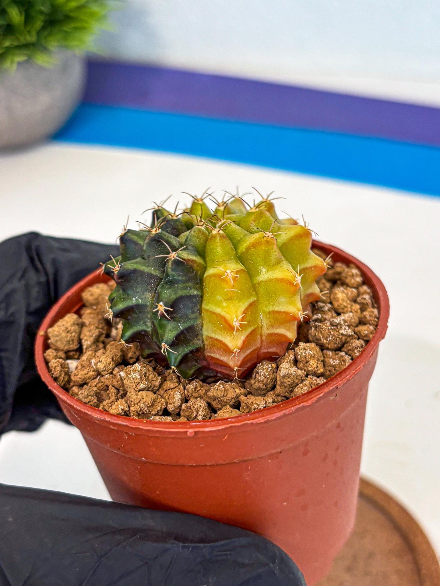 Gymnocalycium Sepia (gy12) (r5) | colorful Variegated Cactus