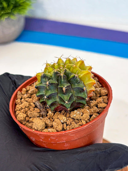 Gymnocalycium Sepia (gy12) (r5) | colorful Variegated Cactus