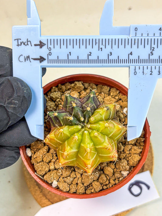 Gymnocalycium Sepia (gy12) (r6) | colorful Variegated Cactus