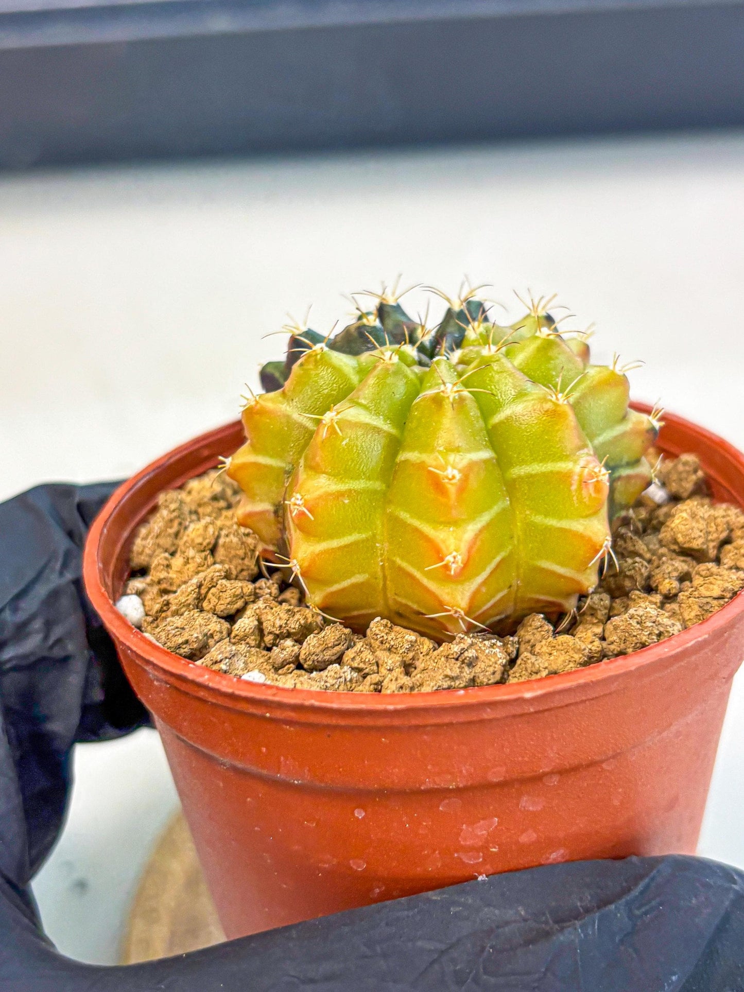 Gymnocalycium Sepia (gy12) (r6) | colorful Variegated Cactus