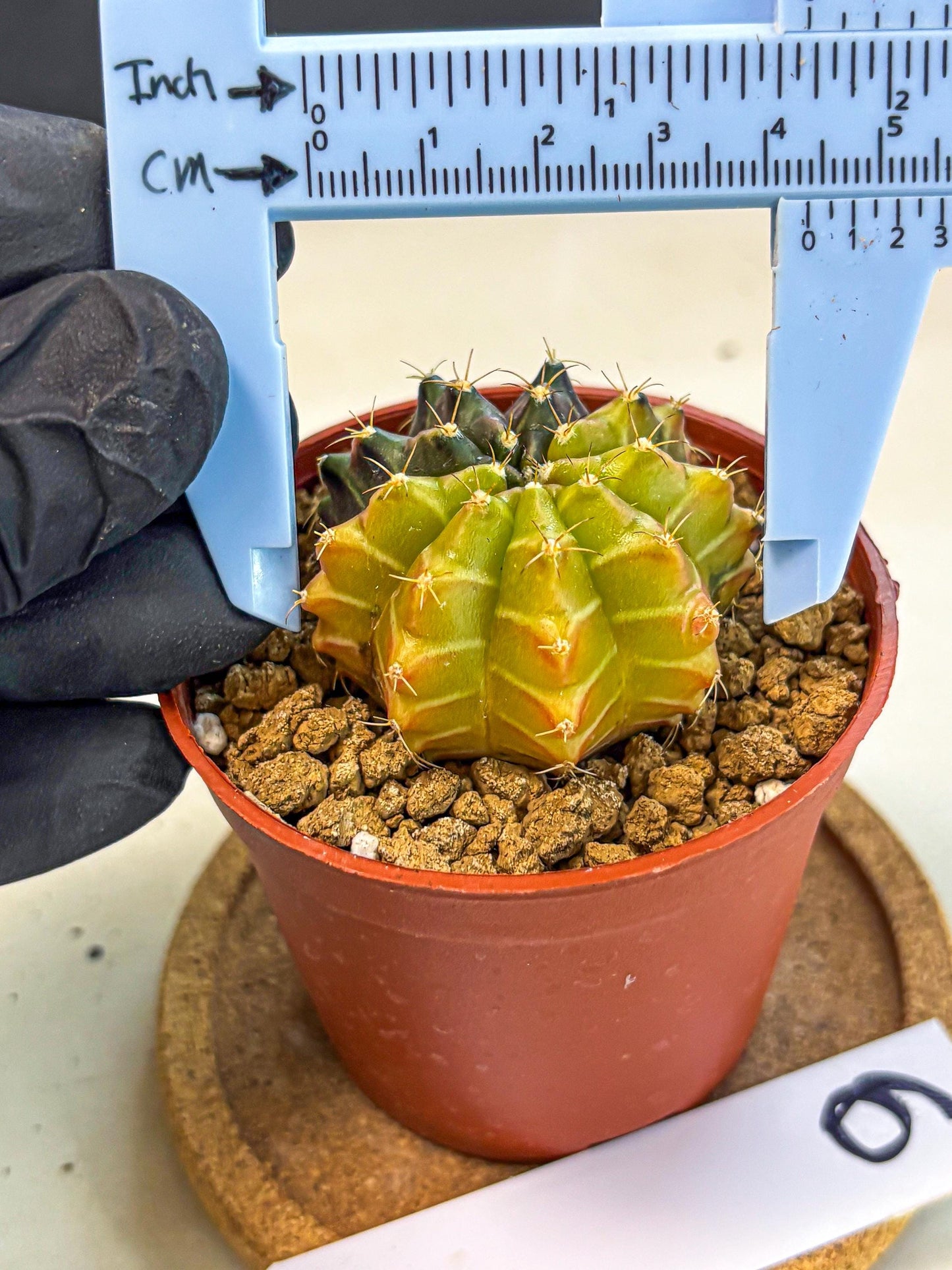 Gymnocalycium Sepia (gy12) (r6) | colorful Variegated Cactus