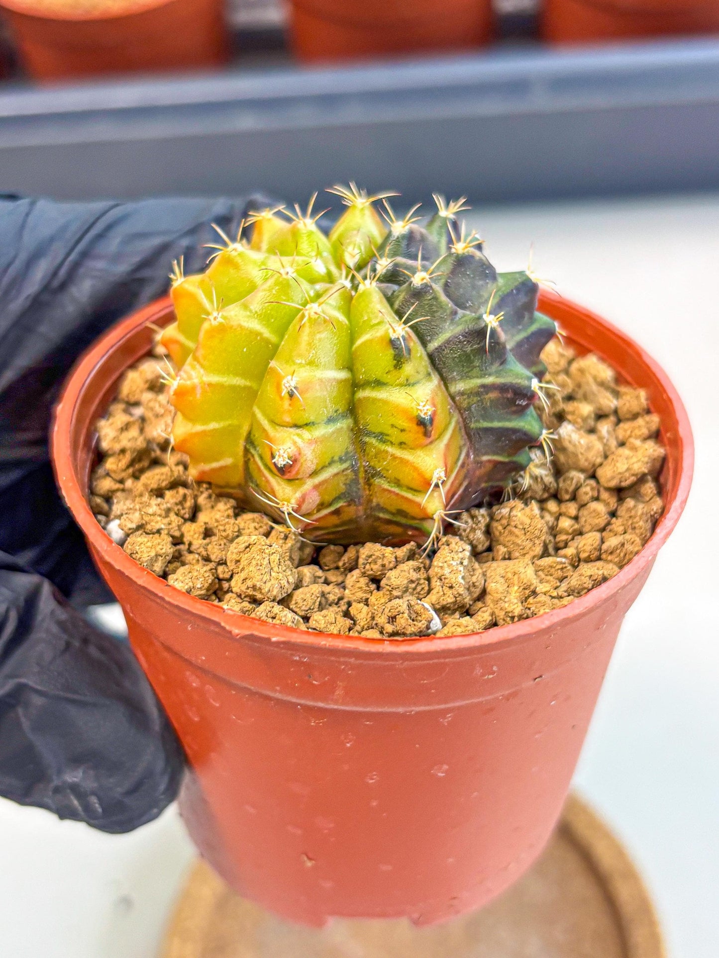 Gymnocalycium Sepia (gy12) (r6) | colorful Variegated Cactus