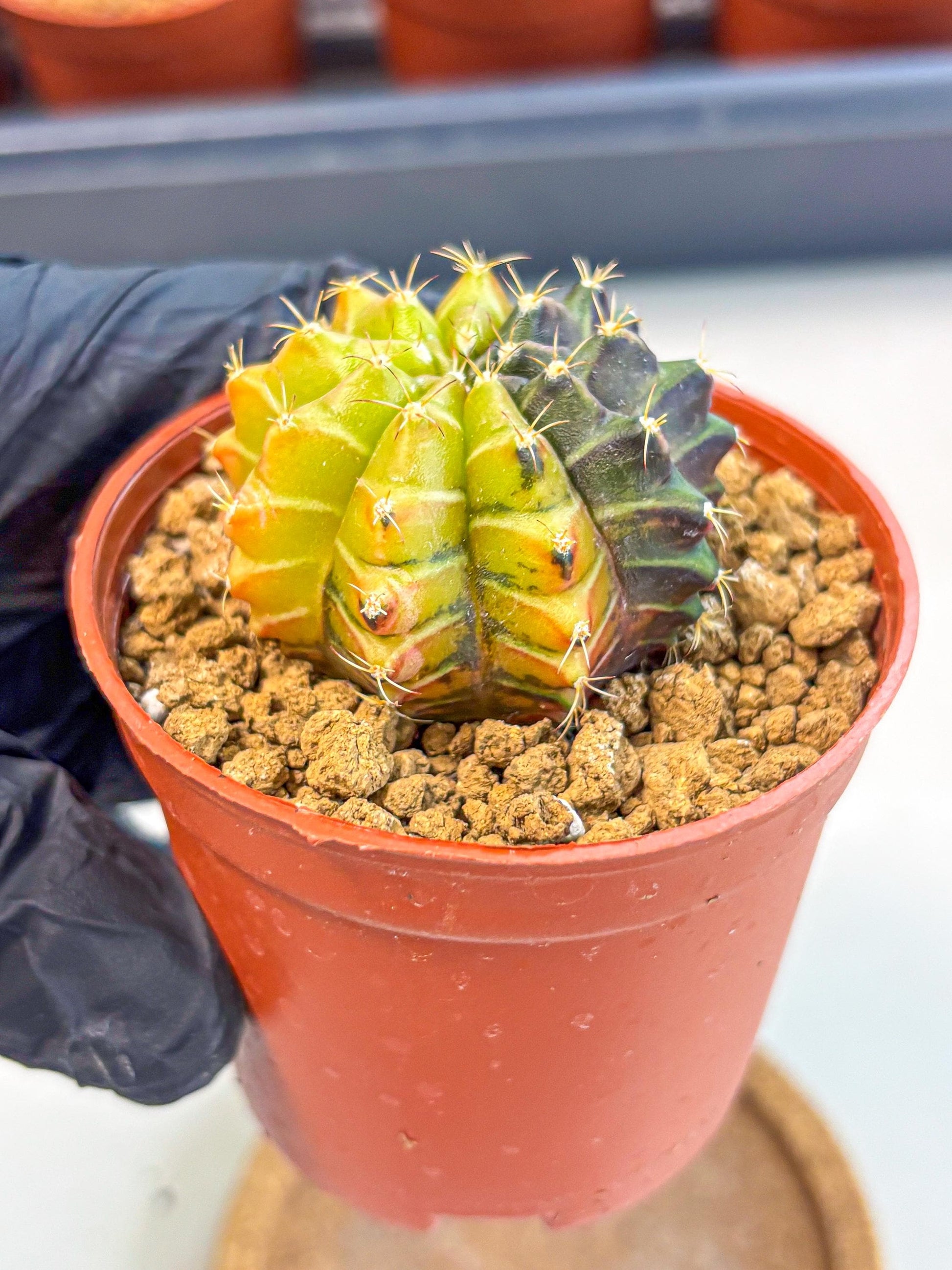 Gymnocalycium Sepia (gy12) (r6) | colorful Variegated Cactus