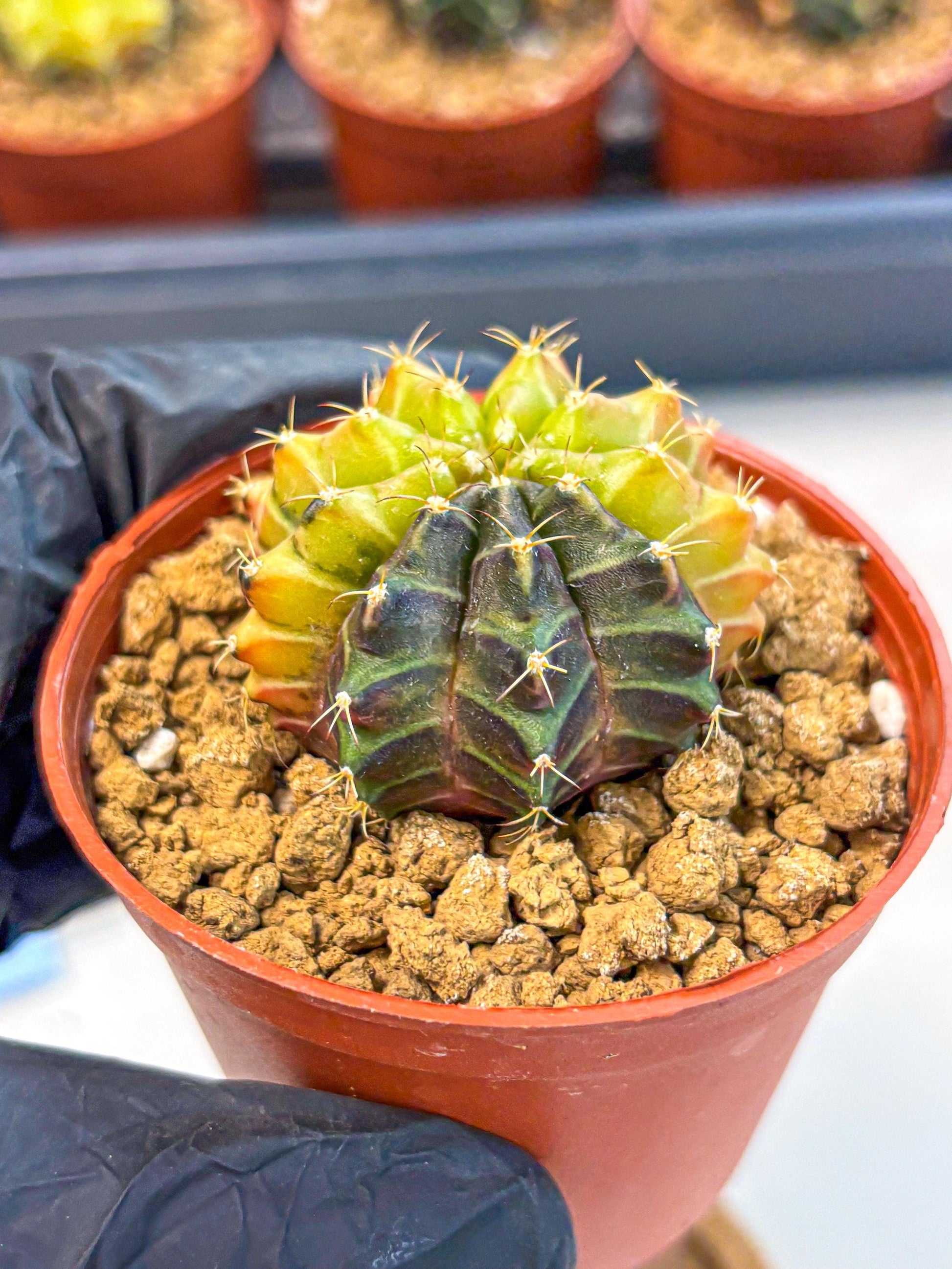 Gymnocalycium Sepia (gy12) (r6) | colorful Variegated Cactus