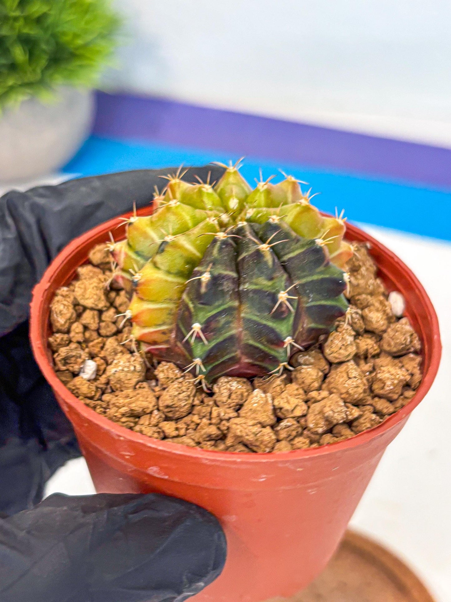 Gymnocalycium Sepia (gy12) (r6) | colorful Variegated Cactus