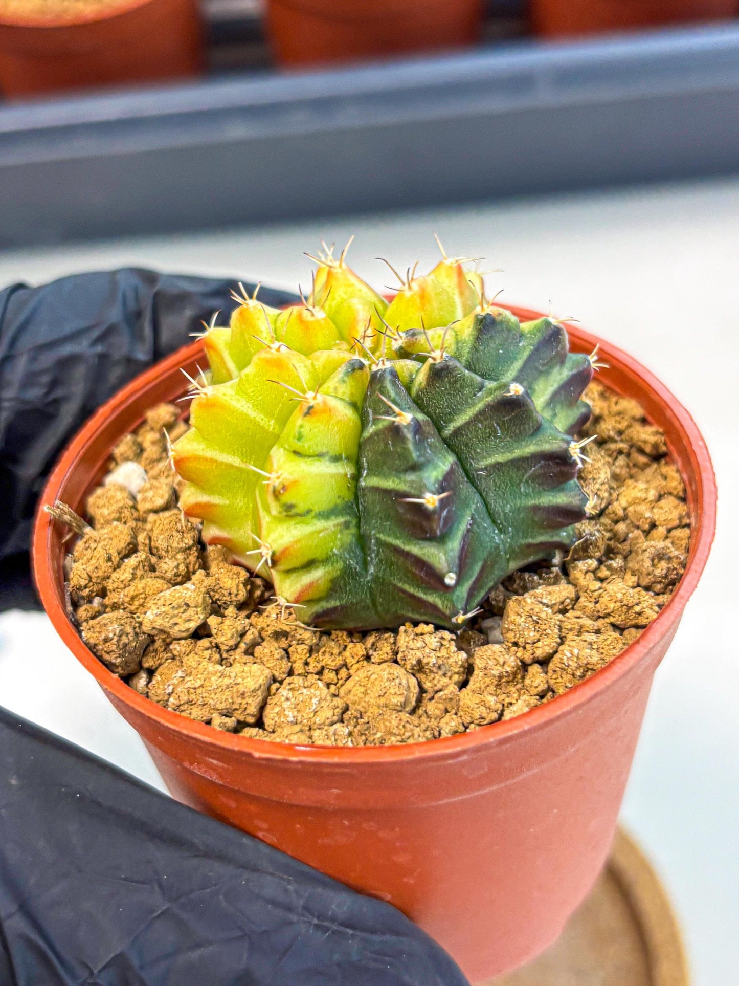 Gymnocalycium Sepia (gy12) (r7) | colorful Variegated Cactus