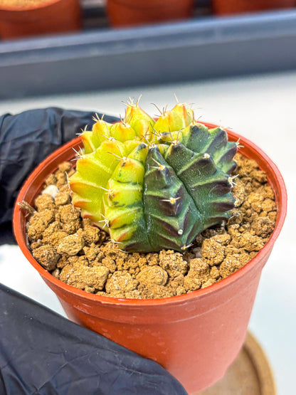 Gymnocalycium Sepia (gy12) (r7) | colorful Variegated Cactus
