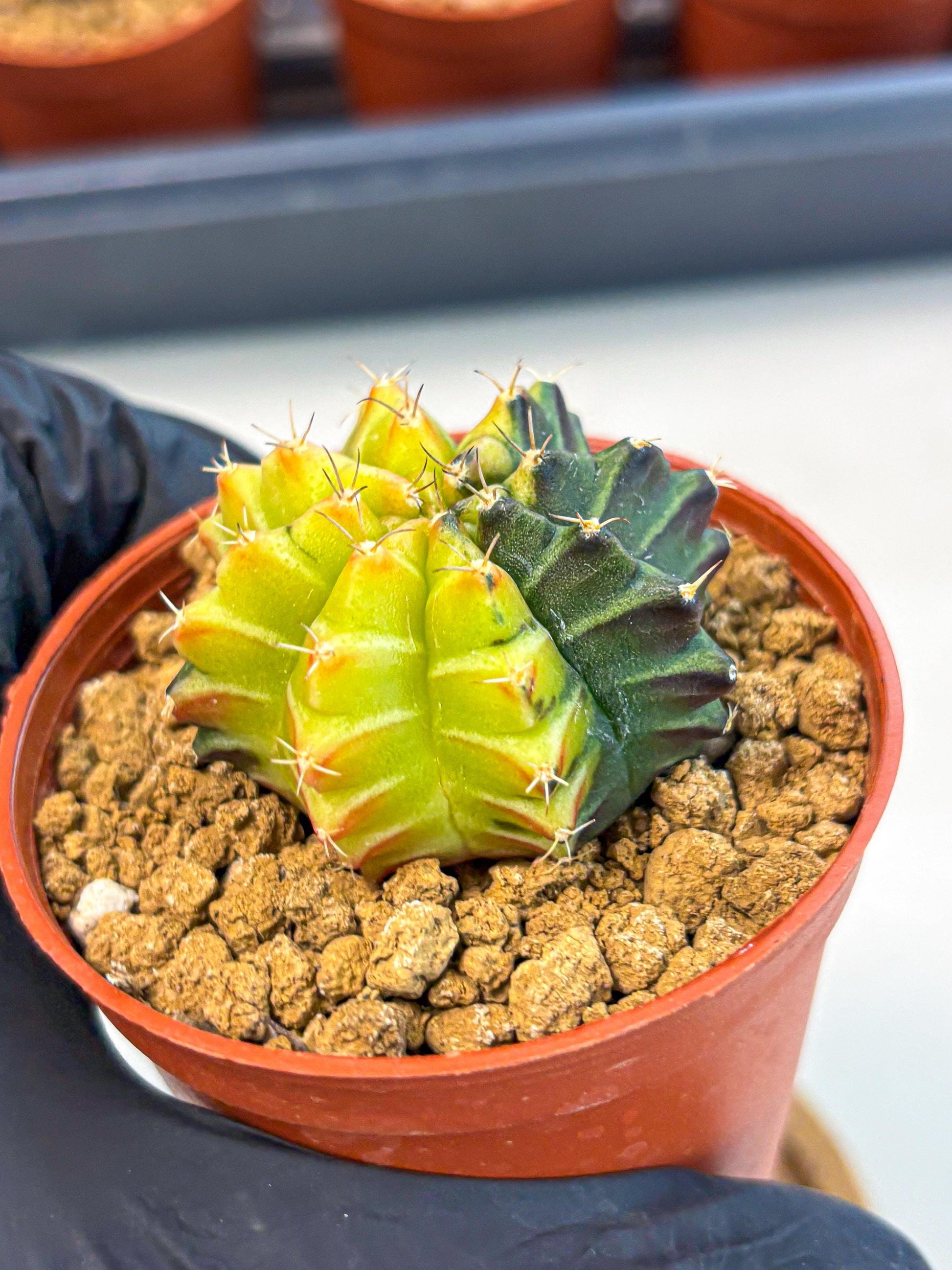 Gymnocalycium Sepia (gy12) (r7) | colorful Variegated Cactus