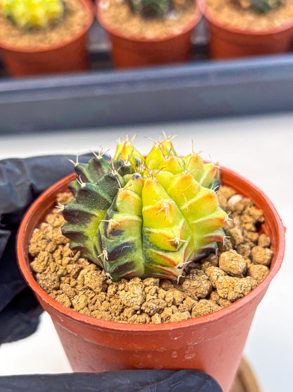 Gymnocalycium Sepia (gy12) (r7) | colorful Variegated Cactus
