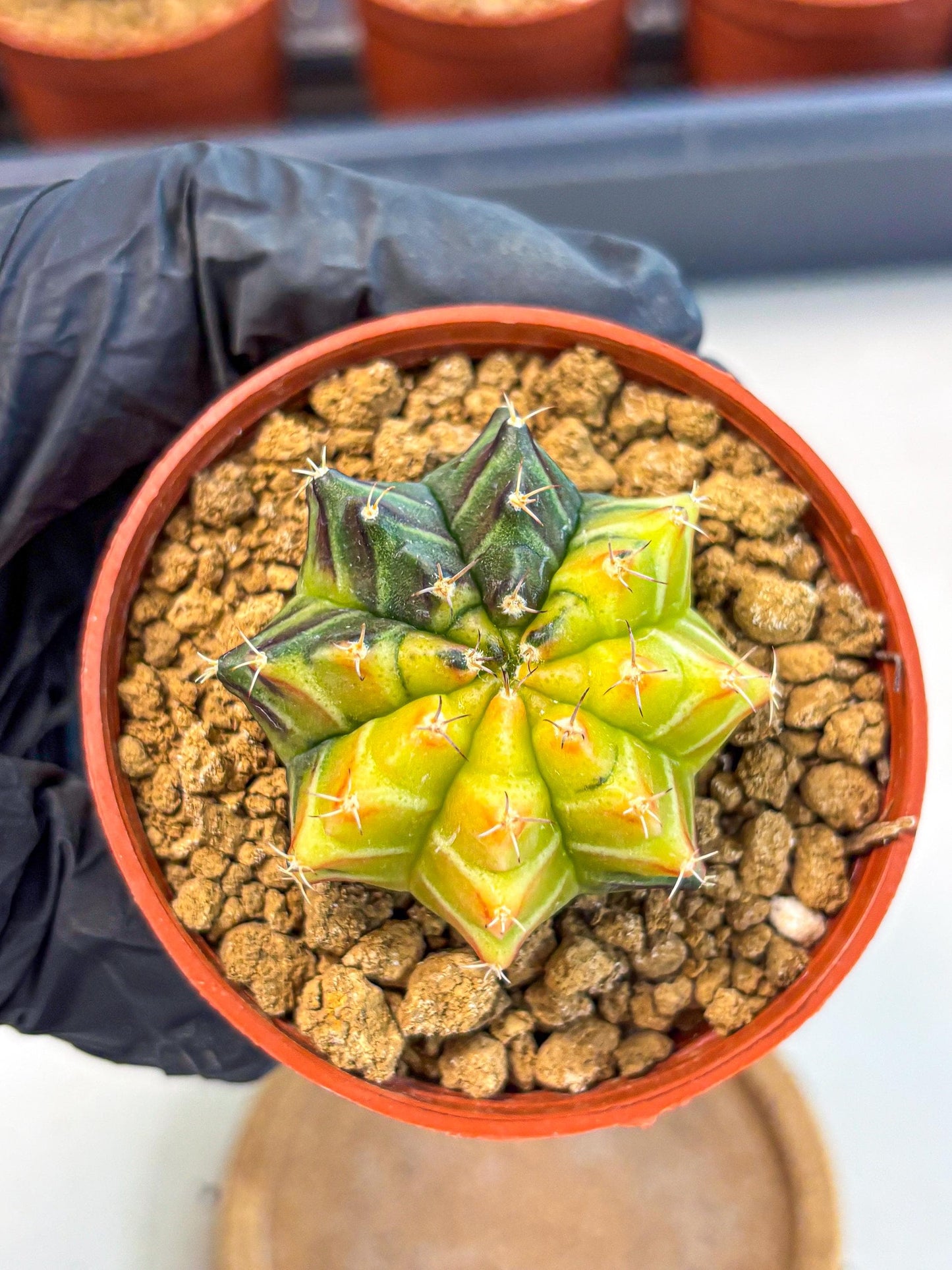 Gymnocalycium Sepia (gy12) (r7) | colorful Variegated Cactus
