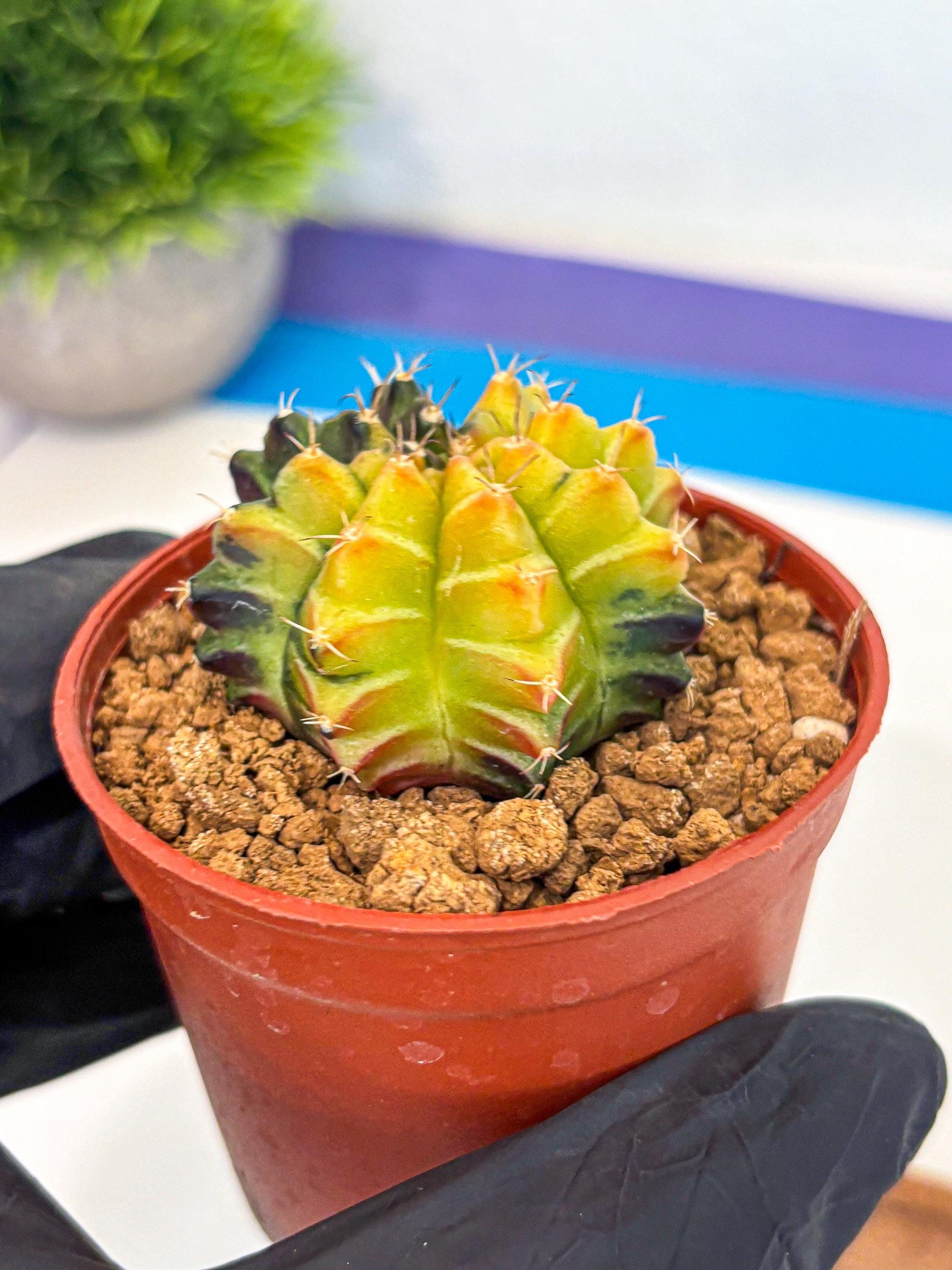 Gymnocalycium Sepia (gy12) (r7) | colorful Variegated Cactus
