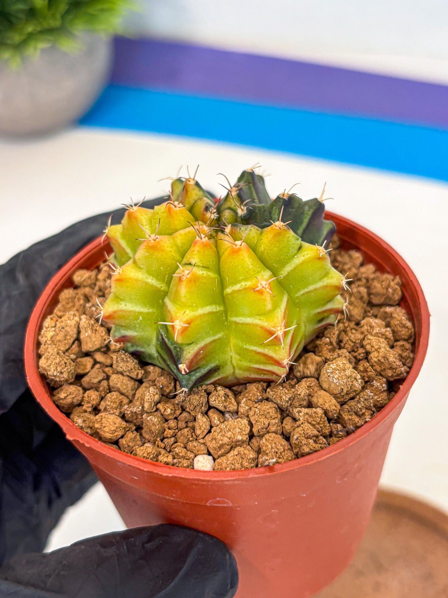 Gymnocalycium Sepia (gy12) (r7) | colorful Variegated Cactus