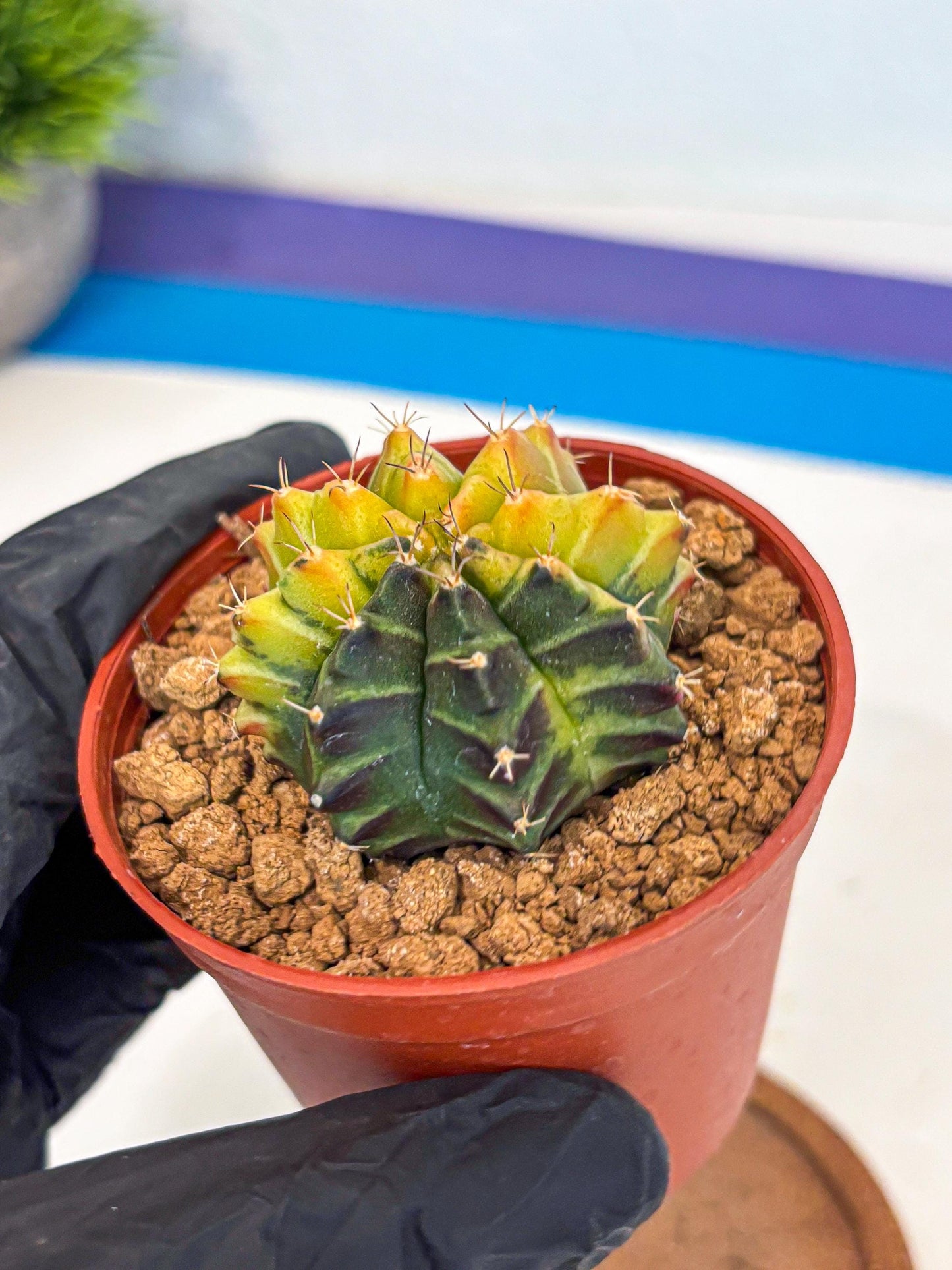 Gymnocalycium Sepia (gy12) (r7) | colorful Variegated Cactus