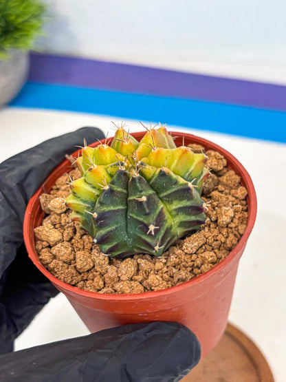 Gymnocalycium Sepia (gy12) (r7) | colorful Variegated Cactus