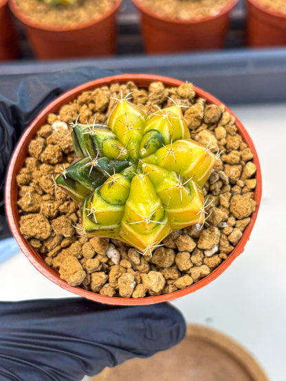 Gymnocalycium Sepia (gy12) (y1) | colorful Variegated Cactus
