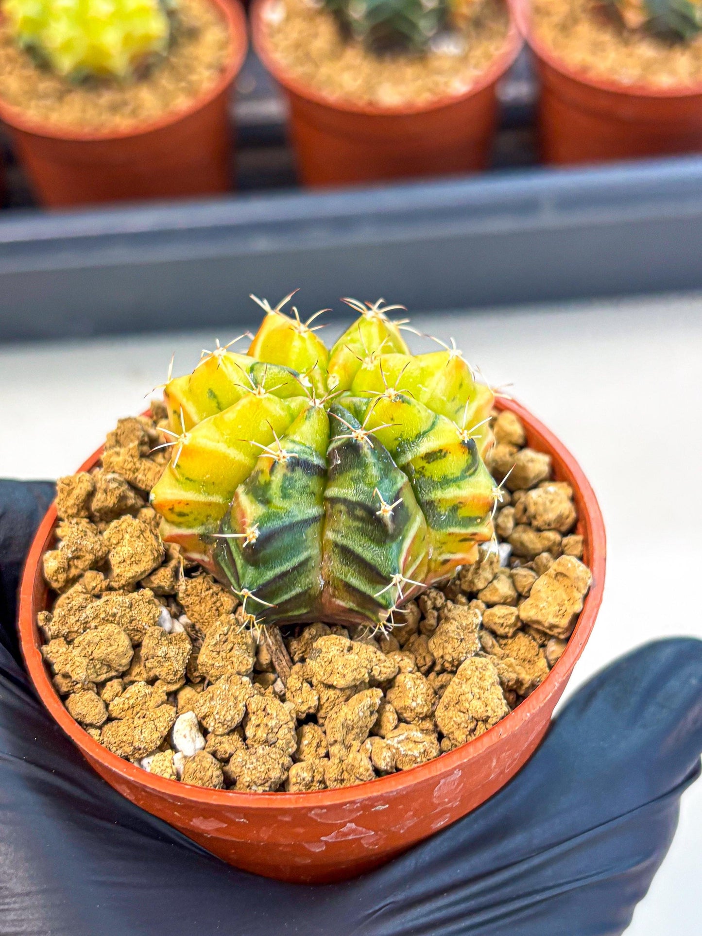 Gymnocalycium Sepia (gy12) (y1) | colorful Variegated Cactus