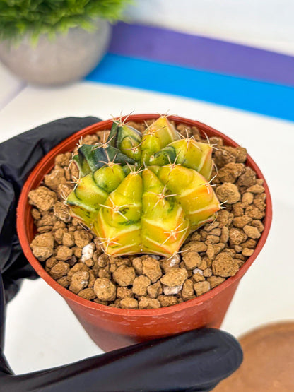Gymnocalycium Sepia (gy12) (y1) | colorful Variegated Cactus