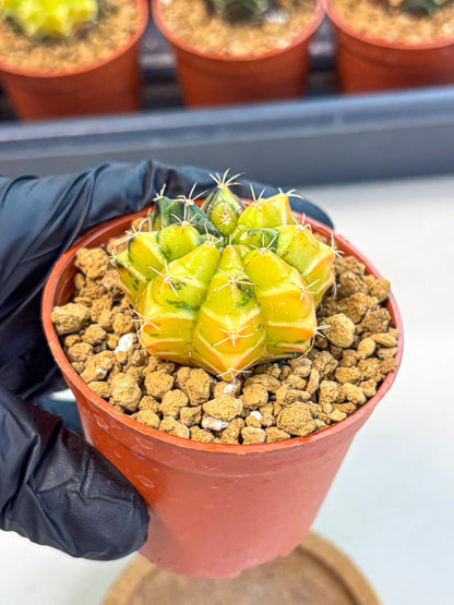 Gymnocalycium Sepia (gy12) (y1) | colorful Variegated Cactus