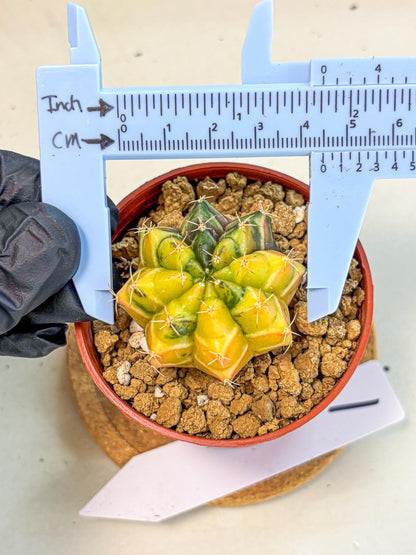 Gymnocalycium Sepia (gy12) (y1) | colorful Variegated Cactus