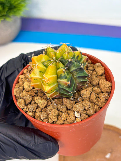Gymnocalycium Sepia (gy12) (y1) | colorful Variegated Cactus