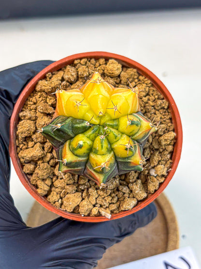 Gymnocalycium Sepia (gy12) (y2) | colorful Variegated Cactus