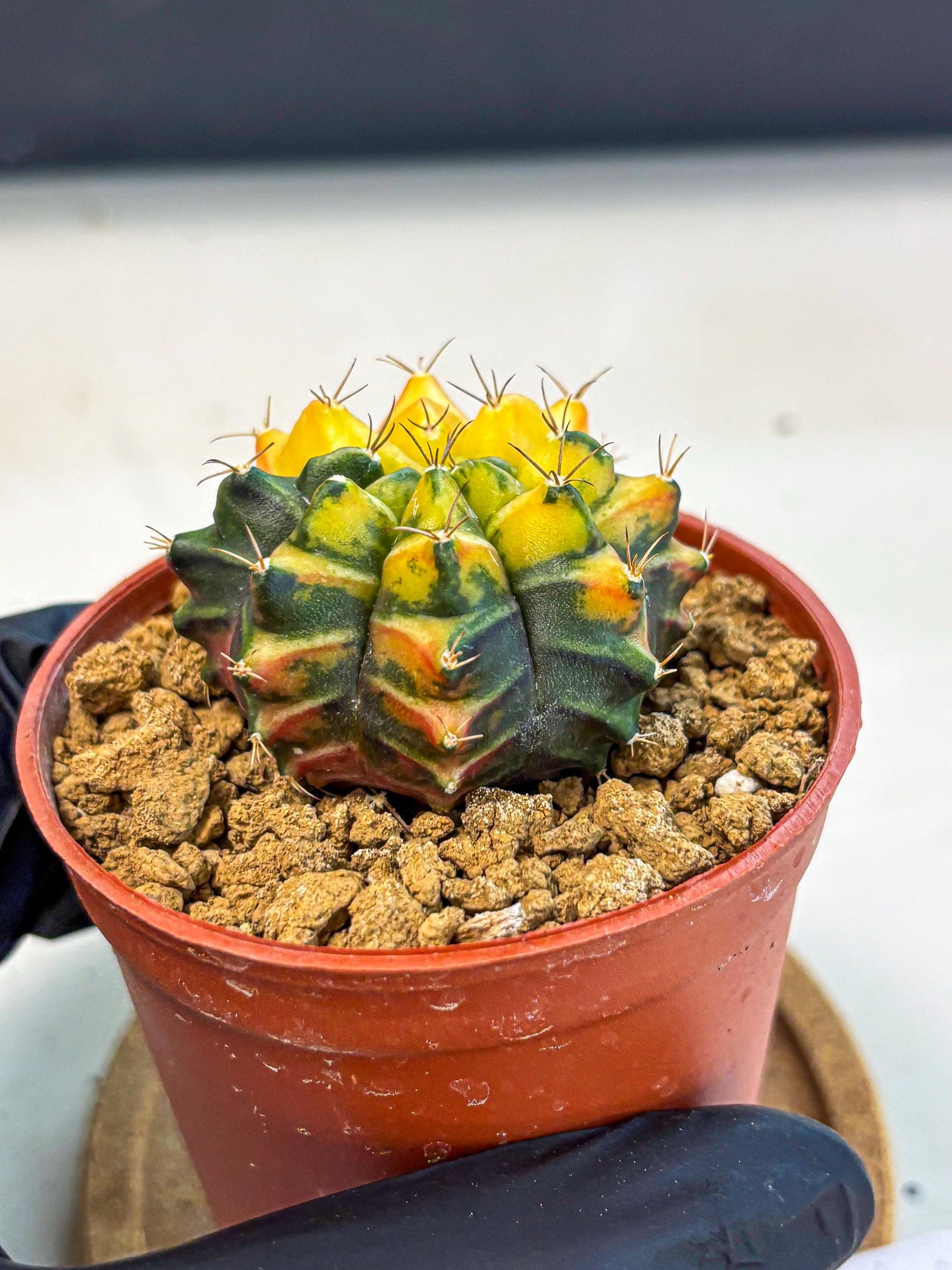 Gymnocalycium Sepia (gy12) (y2) | colorful Variegated Cactus
