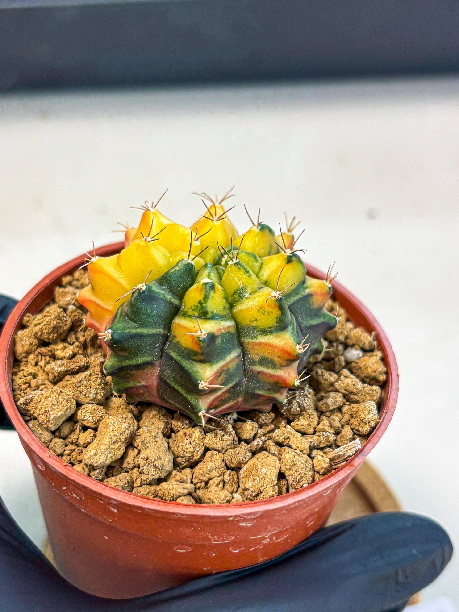 Gymnocalycium Sepia (gy12) (y2) | colorful Variegated Cactus