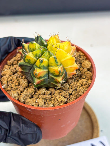 Gymnocalycium Sepia (gy12) (y2) | colorful Variegated Cactus