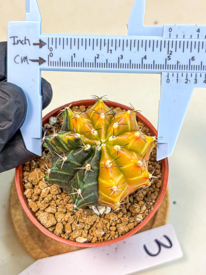 Gymnocalycium Sepia (gy12) (y3) | colorful Variegated Cactus