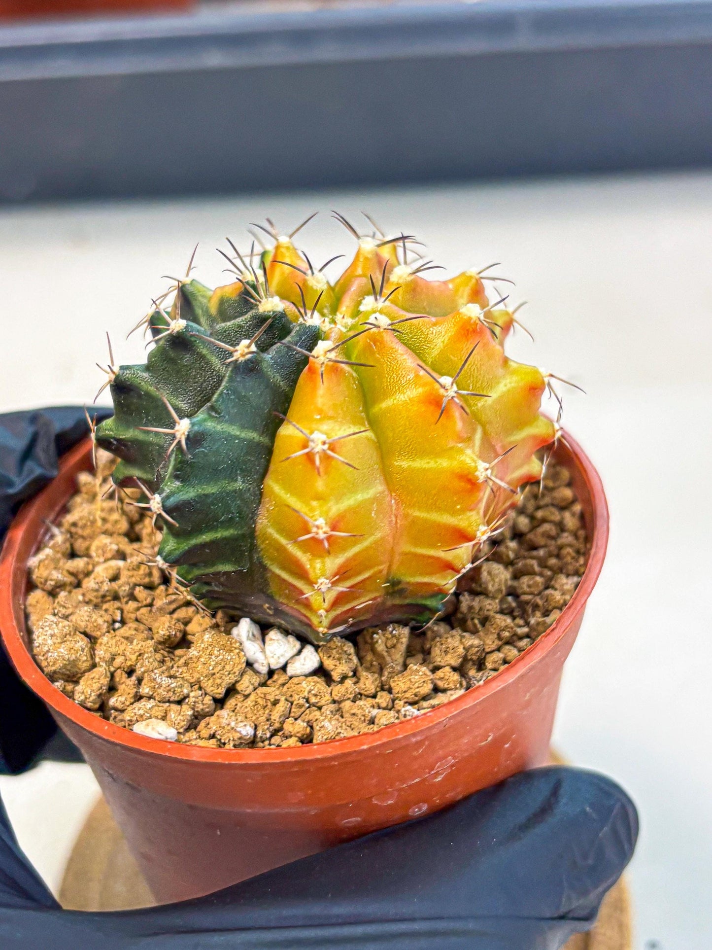 Gymnocalycium Sepia (gy12) (y3) | colorful Variegated Cactus