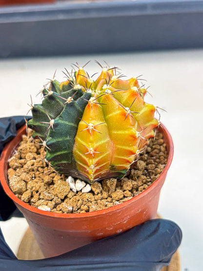 Gymnocalycium Sepia (gy12) (y3) | colorful Variegated Cactus