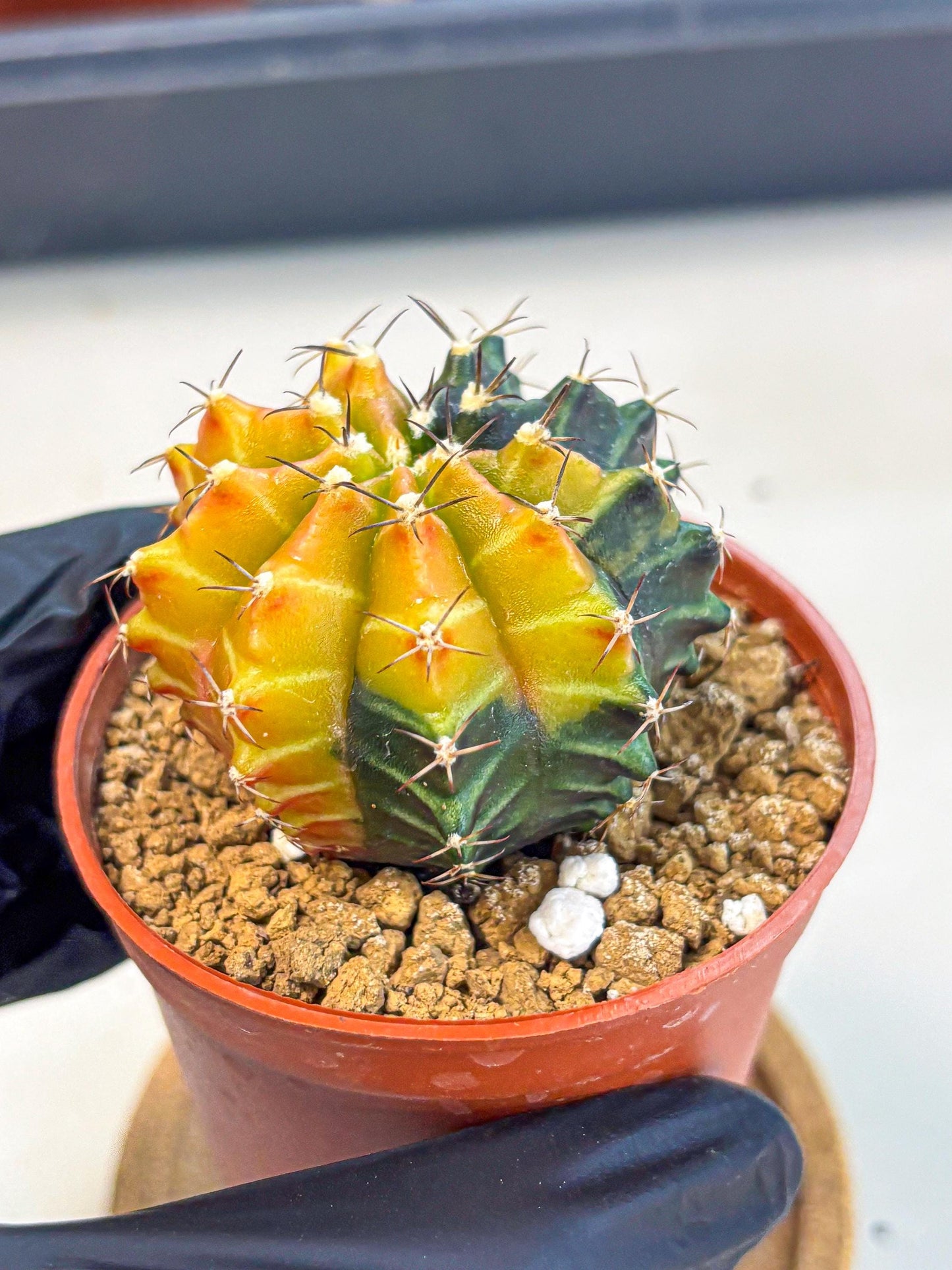Gymnocalycium Sepia (gy12) (y3) | colorful Variegated Cactus