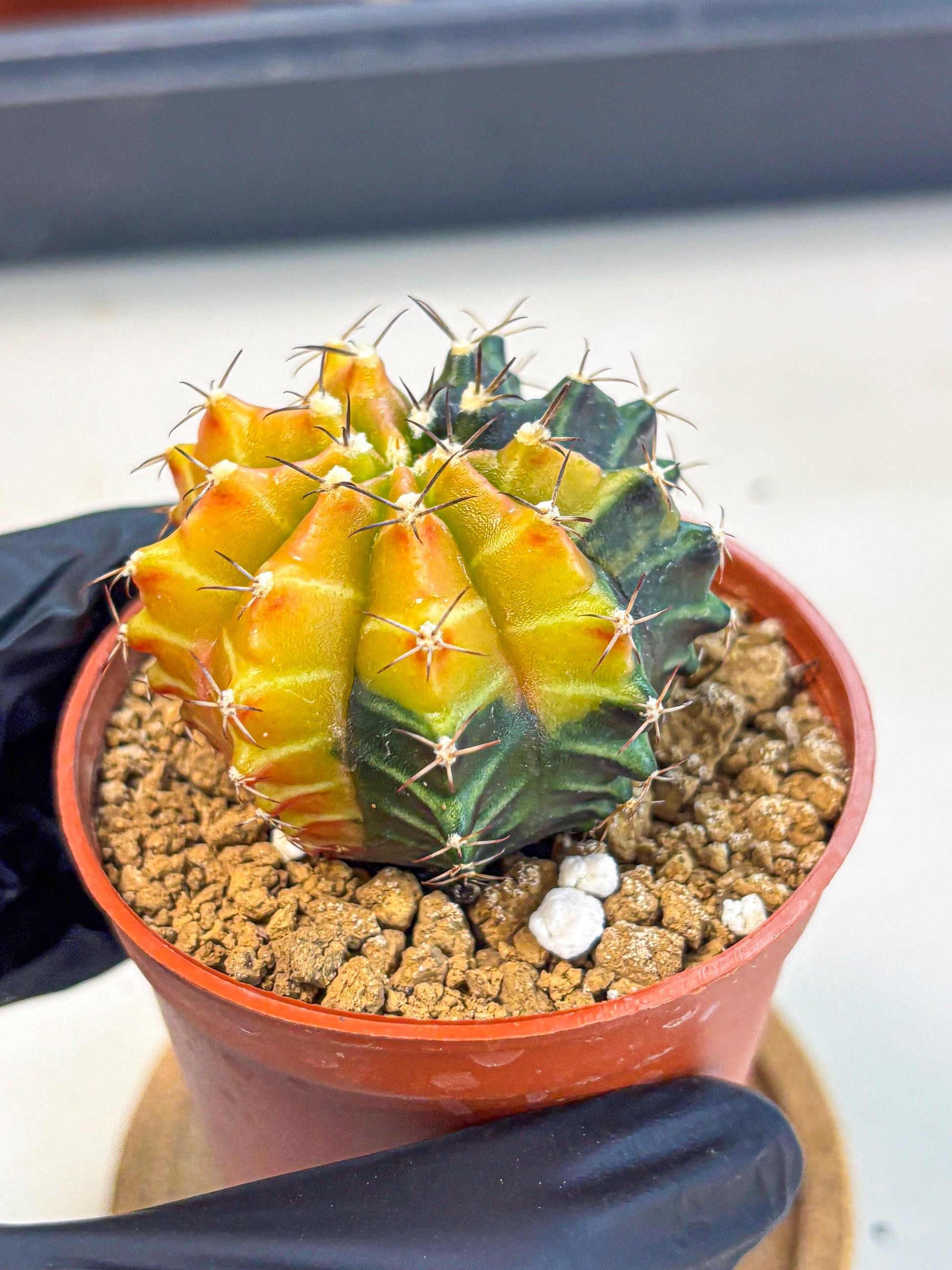 Gymnocalycium Sepia (gy12) (y3) | colorful Variegated Cactus
