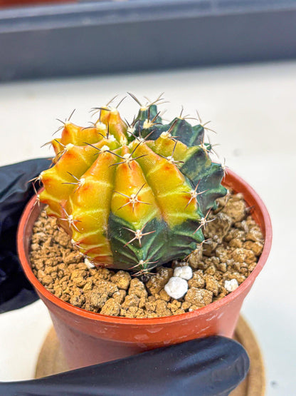 Gymnocalycium Sepia (gy12) (y3) | colorful Variegated Cactus
