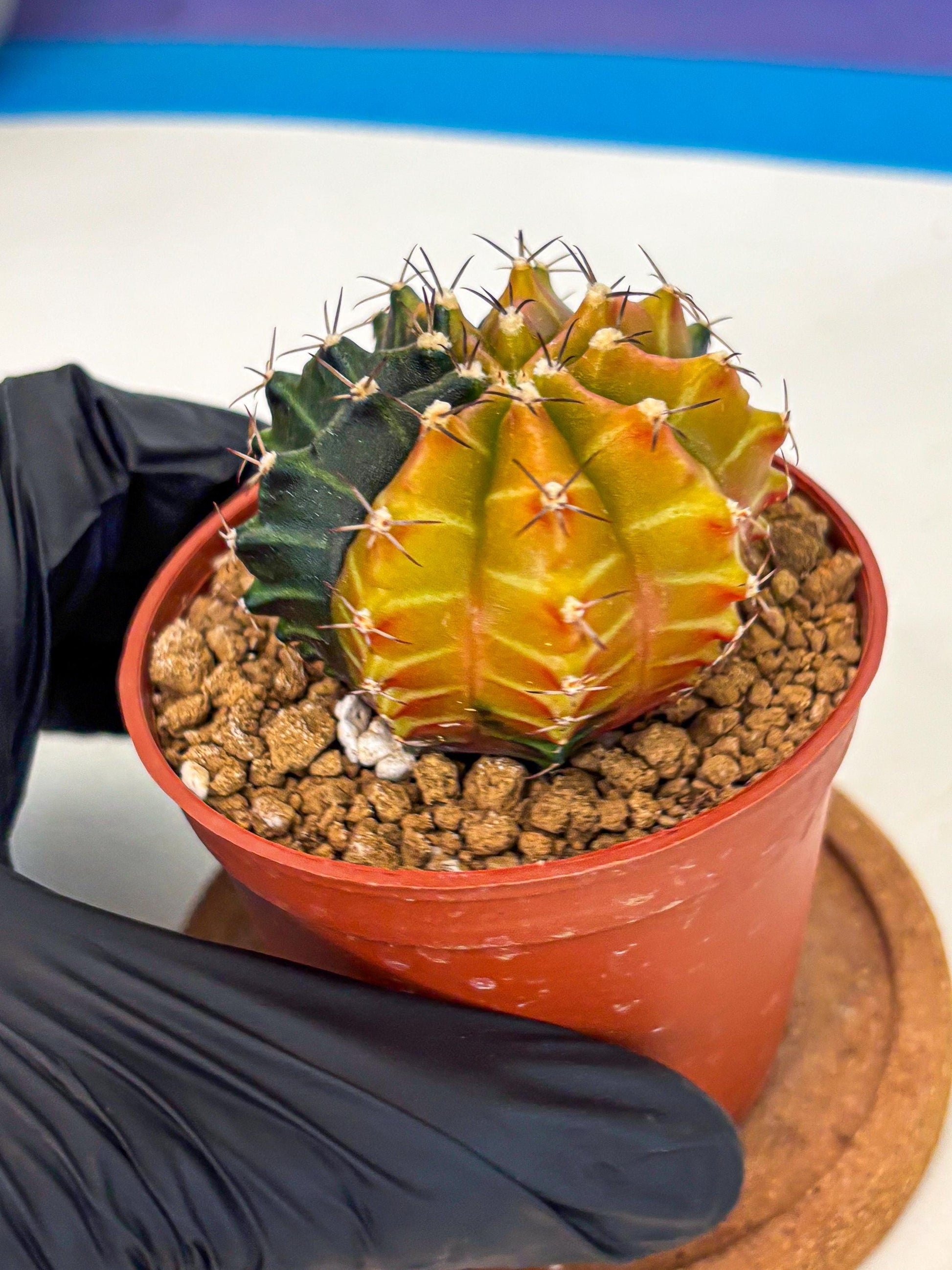 Gymnocalycium Sepia (gy12) (y3) | colorful Variegated Cactus