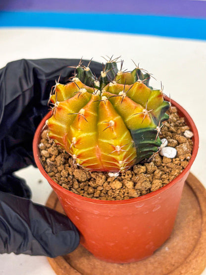 Gymnocalycium Sepia (gy12) (y3) | colorful Variegated Cactus