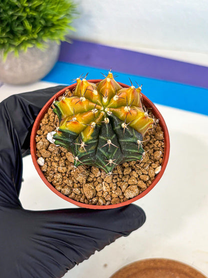 Gymnocalycium Sepia (gy12) (y3) | colorful Variegated Cactus