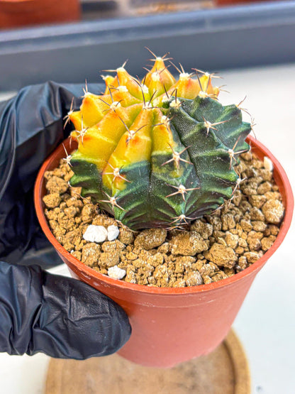 Gymnocalycium Sepia (gy12) (y3) | colorful Variegated Cactus