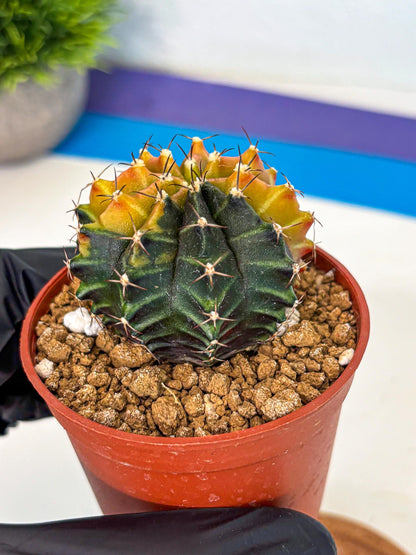 Gymnocalycium Sepia (gy12) (y3) | colorful Variegated Cactus