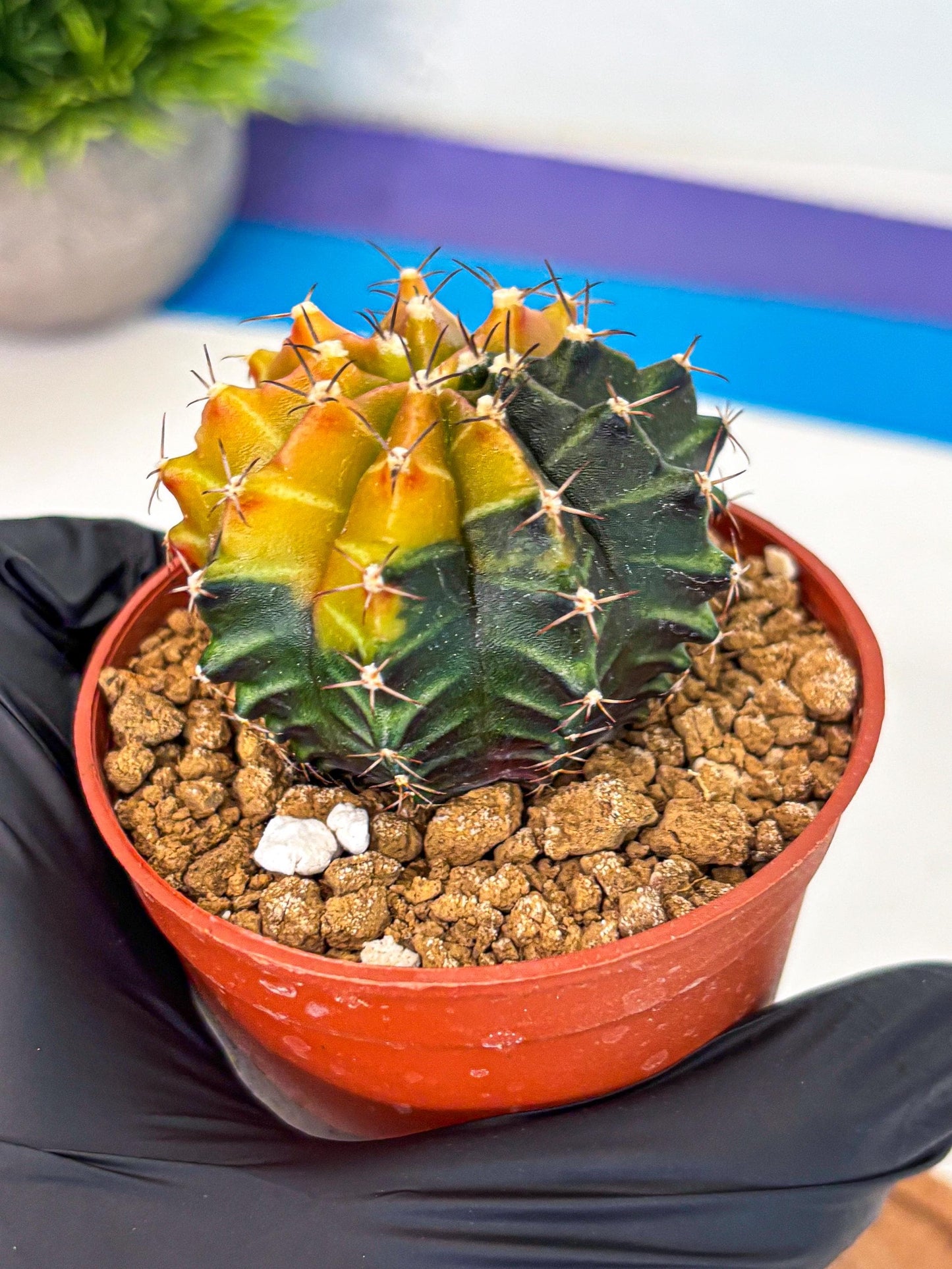 Gymnocalycium Sepia (gy12) (y3) | colorful Variegated Cactus
