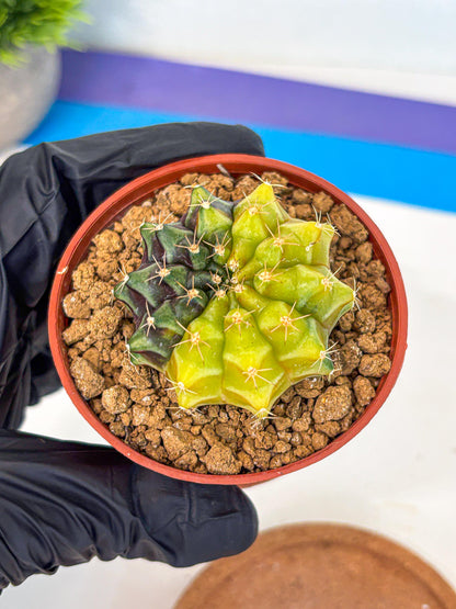 Gymnocalycium Sepia (gy12) (y4) | colorful Variegated Cactus