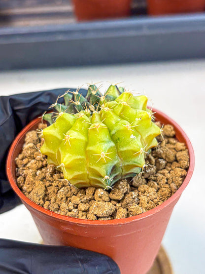 Gymnocalycium Sepia (gy12) (y4) | colorful Variegated Cactus