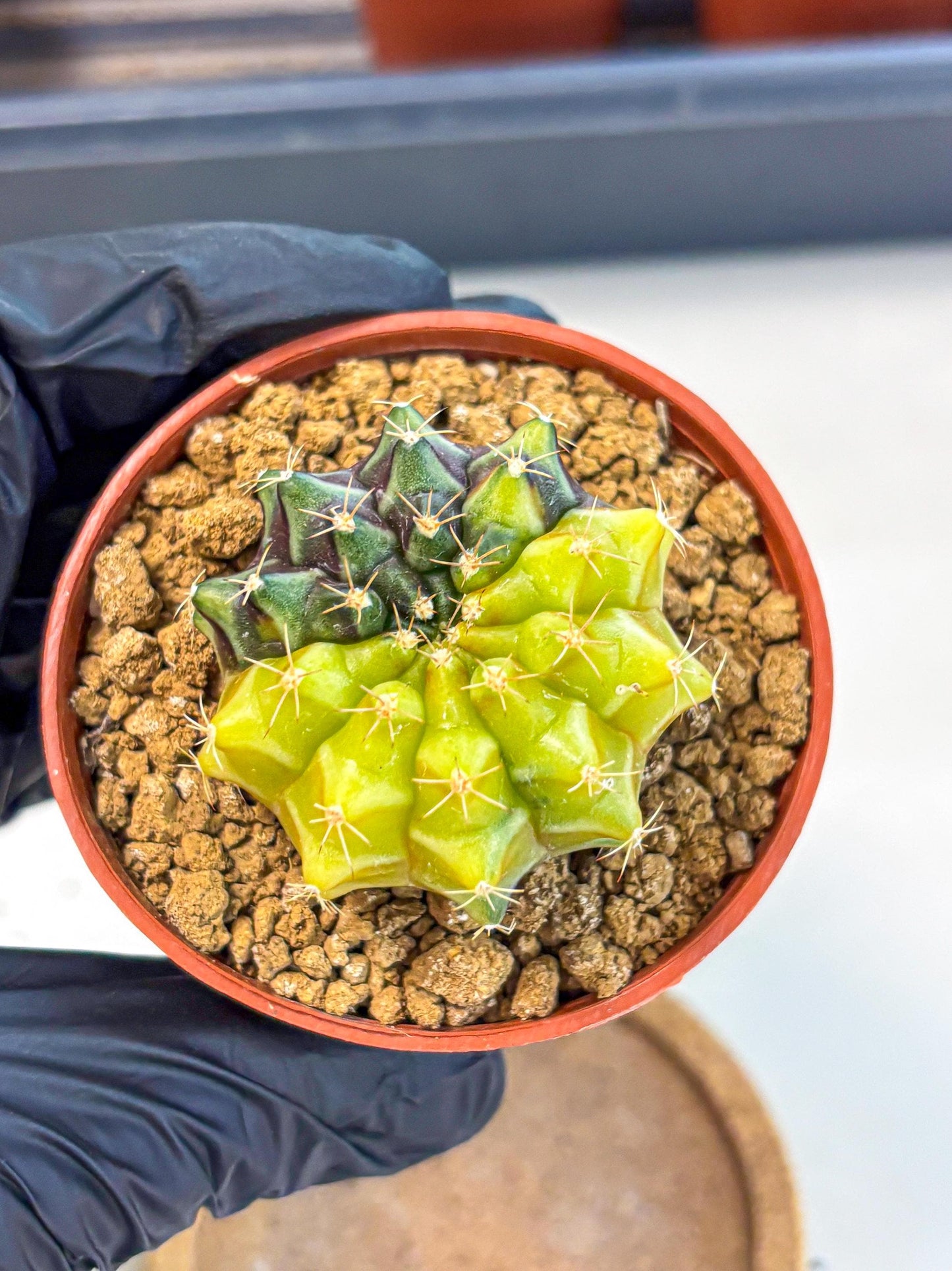 Gymnocalycium Sepia (gy12) (y4) | colorful Variegated Cactus