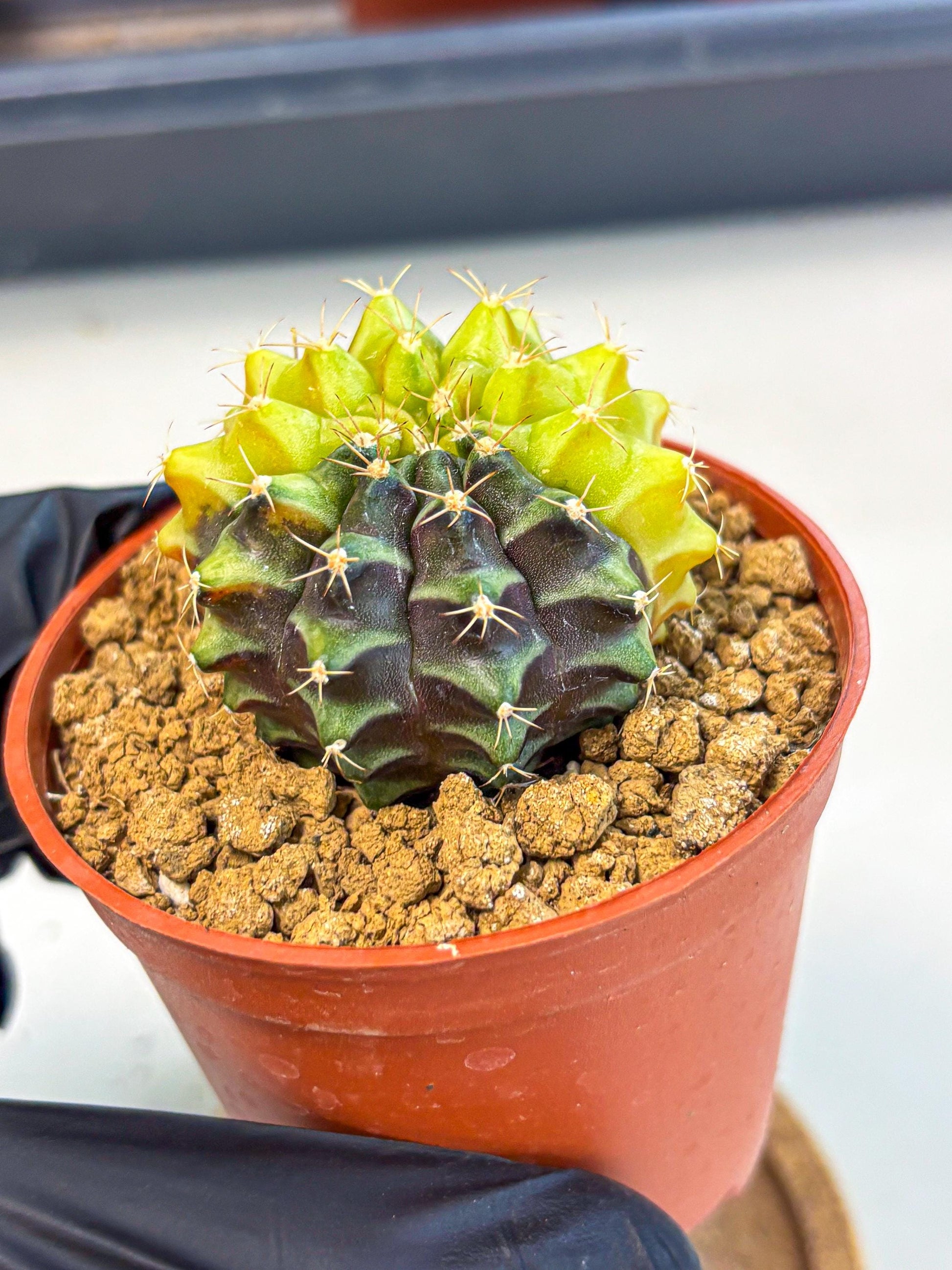 Gymnocalycium Sepia (gy12) (y4) | colorful Variegated Cactus