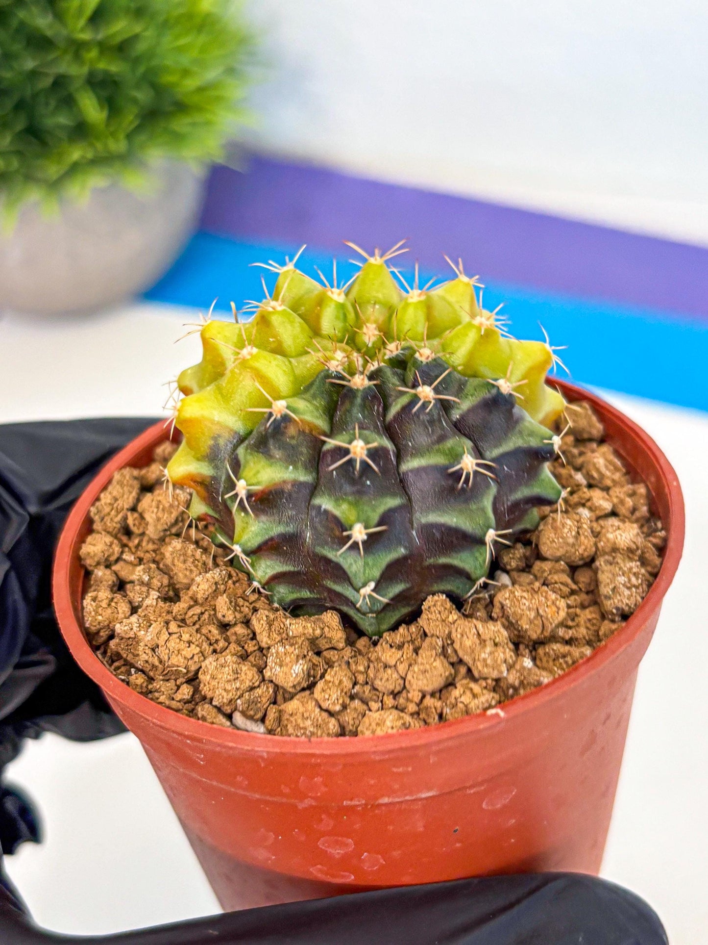 Gymnocalycium Sepia (gy12) (y4) | colorful Variegated Cactus