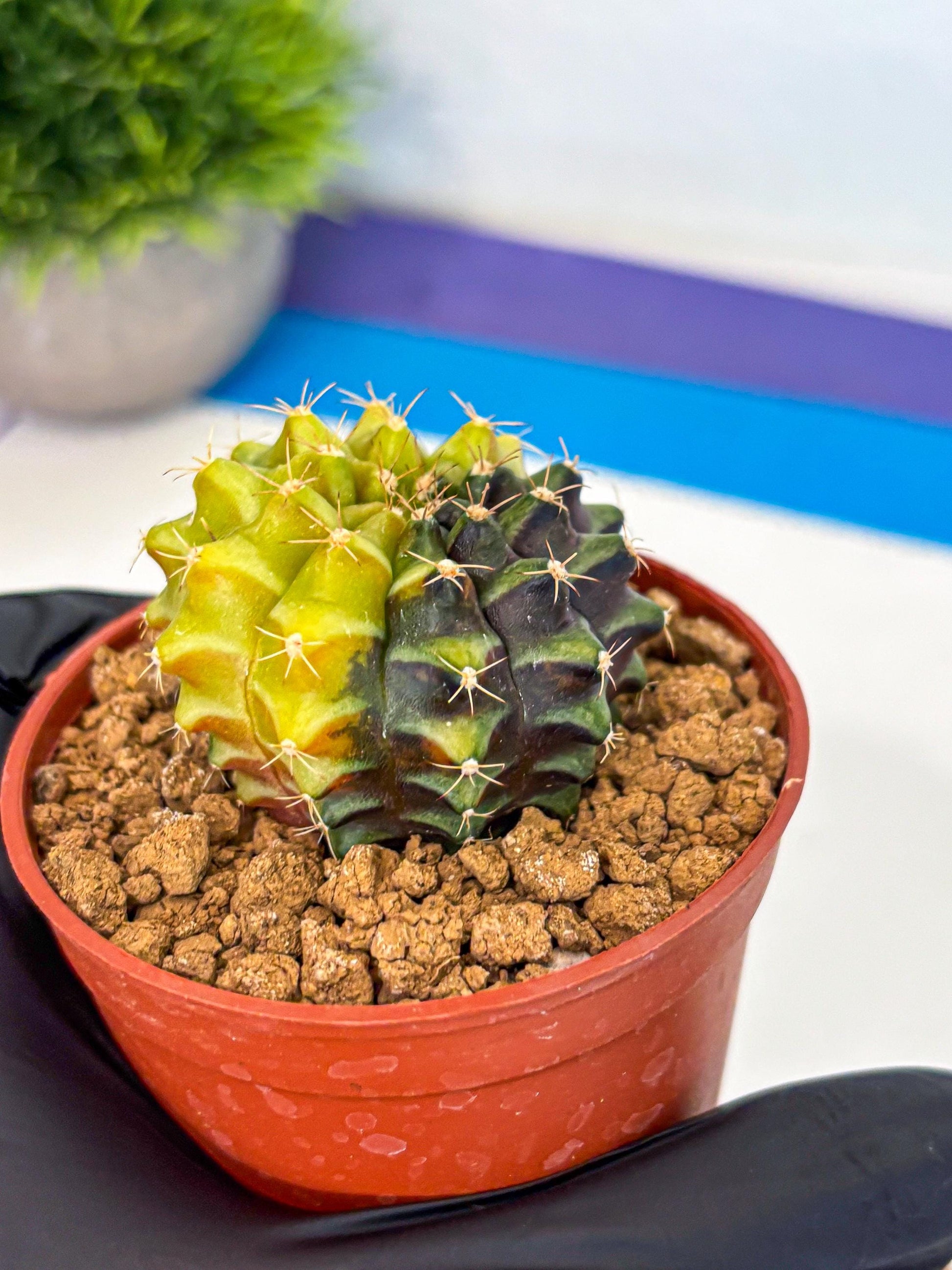 Gymnocalycium Sepia (gy12) (y4) | colorful Variegated Cactus
