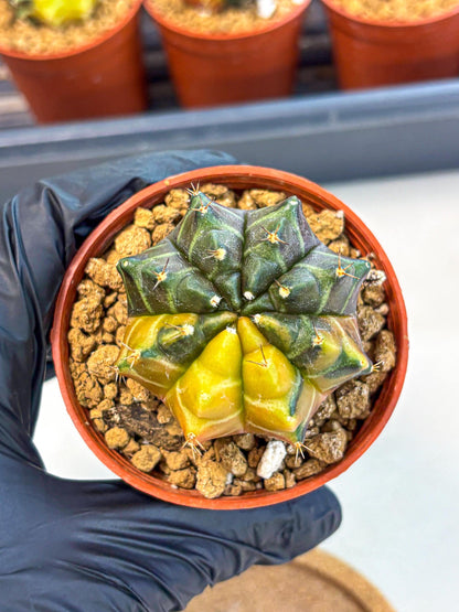 Gymnocalycium Sepia (gy12) (y5) | colorful Variegated Cactus