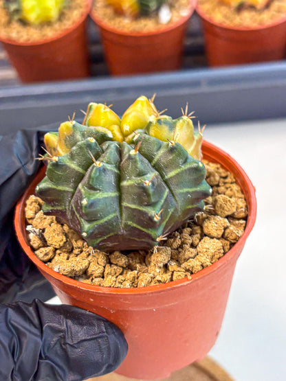 Gymnocalycium Sepia (gy12) (y5) | colorful Variegated Cactus